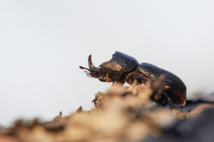 rhinoceros stag beetle, Sinodendron cylindricum rhinoceros stag beetle, Sinodendron cylindricum